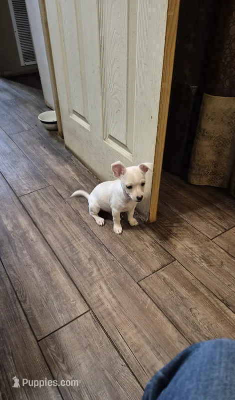 Peco – Chihuahua puppy for sale in Marlin, TX