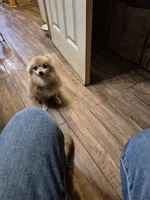 Angel, a female Pomeranian for sale in Marlin, TX – 4 of 4