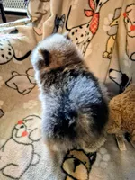 Baby Blue, a male Pomeranian for sale in Marlin, TX – Photo 4 of 6