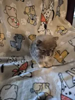 Snickers, a male Pomeranian for sale in Marlin, TX – 3 of 10