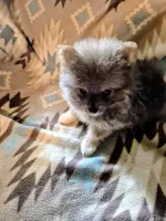 Snickers, a male Pomeranian for sale in Marlin, TX – 4 of 10