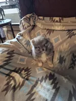 Snickers, a male Pomeranian for sale in Marlin, TX – 1 of 10