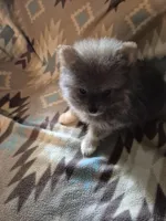 Snickers, a male Pomeranian for sale in Marlin, TX – 8 of 10