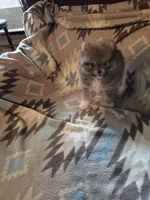 Snickers, a male Pomeranian for sale in Marlin, TX – 10 of 10