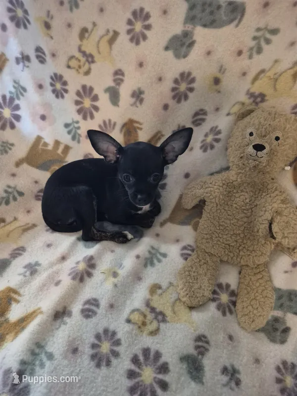 Carmen – Chihuahua puppy for sale in Marlin, TX