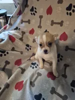 Poppy, a female Chihuahua and Pomeranian for sale in Marlin, TX – 4 of 4