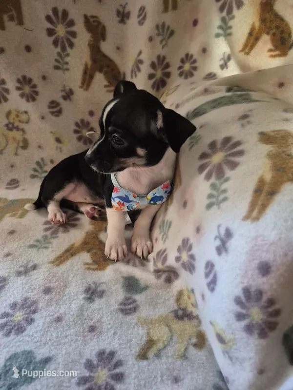 Chase – Chihuahua puppy for sale in Marlin, TX