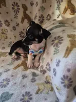 Chase, a male Chihuahua for sale in Marlin, TX – 4 of 8