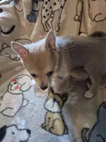 Brutus, a male Pomchi for sale in Marlin, TX – 2 of 7
