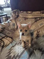 Brutus, a male Pomchi for sale in Marlin, TX – 7 of 7