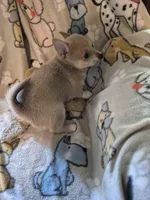 Brutus, a male Pomchi for sale in Marlin, TX – 6 of 7