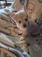 Brutus, a male Pomchi for sale in Marlin, TX – 5 of 7