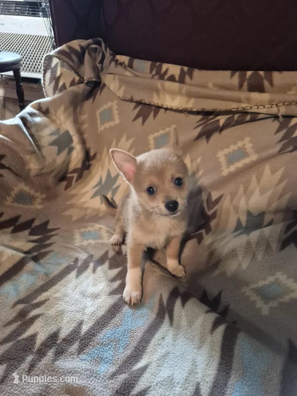 Brutus – Pomchi puppy for sale in Marlin, TX