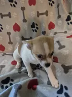 Poppy, a female Chihuahua and Pomeranian for sale in Marlin, TX – 3 of 4
