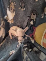 Chico, a male Chihuahua for sale in Marlin, TX – 4 of 4