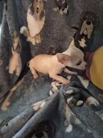 Chico, a male Chihuahua for sale in Marlin, TX – 3 of 4