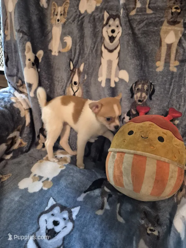Poppy – Chihuahua, Pomeranian puppy for sale in Marlin, TX