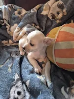 Peco, a male Chihuahua for sale in Marlin, TX – 5 of 5