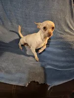 Pancho⁸, a male Chihuahua for sale in Marlin, TX – 5 of 6