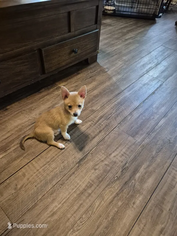 Brutus – Chihuahua, Pomeranian puppy for sale in Marlin, TX