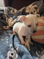 Peco, a male Chihuahua for sale in Marlin, TX – 3 of 5