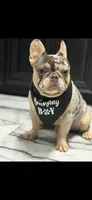 Merlin, a male French Bulldog for sale in Clearwater, FL – 2 of 7