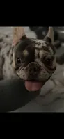 Merlin, a male French Bulldog for sale in Clearwater, FL – 3 of 7