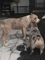 Zara, a female American Staffordshire Terrier for sale in Clearwater, FL – 6 of 6