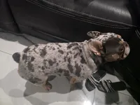 Merlin, a male French Bulldog for sale in Clearwater, FL – 7 of 7