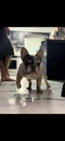 Merlin, a male French Bulldog for sale in Clearwater, FL – 5 of 7