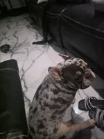 Merlin, a male French Bulldog for sale in Clearwater, FL – 6 of 7