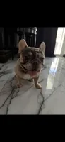 Merlin, a male French Bulldog for sale in Clearwater, FL – 4 of 7