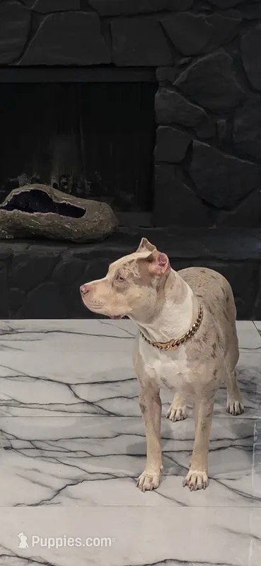 Zara – American Staffordshire Terrier puppy for sale in Clearwater, FL