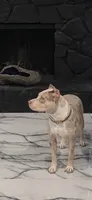 Zara, a female American Staffordshire Terrier for sale in Clearwater, FL – 1 of 6