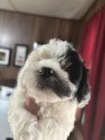 Target, a male Poodle - Toy  for sale in Lucedale, MS – 3 of 3