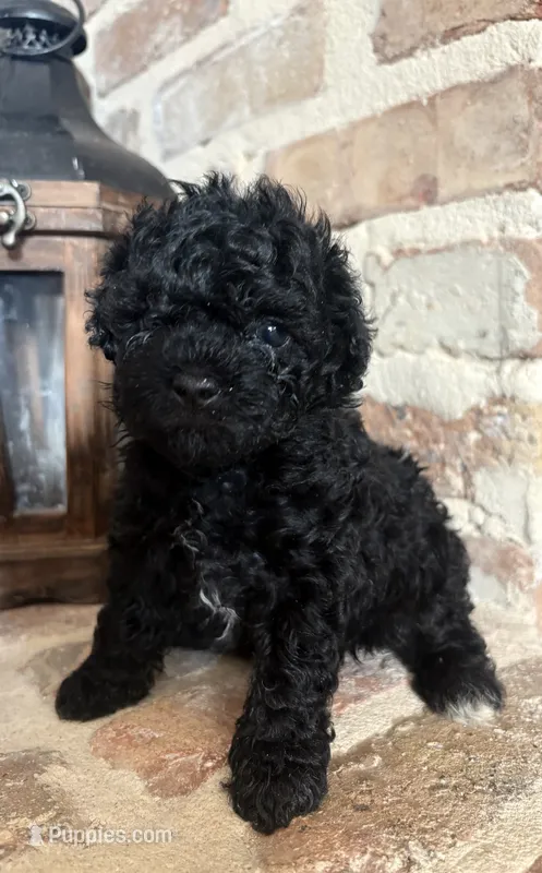 Ms Thing – Poodle - Toy  puppy for sale in Lucedale, MS
