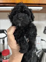 Tiny dancer, a female Poodle - Toy  for sale in Lucedale, MS – 2 of 2