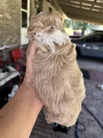 Cotton Candy, a female Poodle - Toy  for sale in Lucedale, MS – 2 of 2