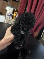 Tux, a male Poodle - Toy  for sale in Lucedale, MS – 2 of 2