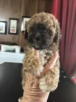 Bear, a male Poodle - Toy  for sale in Lucedale, MS – 1 of 3