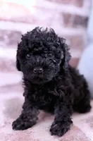 Ruby, a female Poodle - Toy  for sale in Lucedale, MS – 3 of 6
