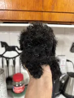 Midnight Delight , a female Poodle - Toy  for sale in Lucedale, MS – 1 of 2