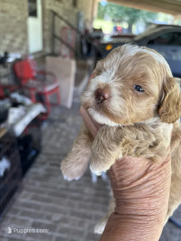 Cotton Candy – Poodle - Toy  puppy for sale in Lucedale, MS