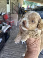 Cotton Candy, a female Poodle - Toy  for sale in Lucedale, MS – 1 of 2
