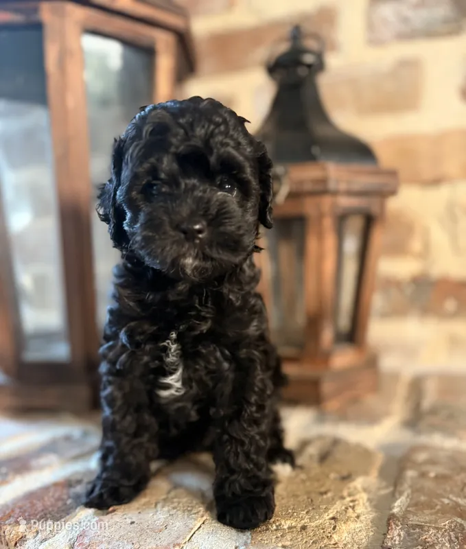 Tiny dancer – Poodle - Toy  puppy for sale in Lucedale, MS