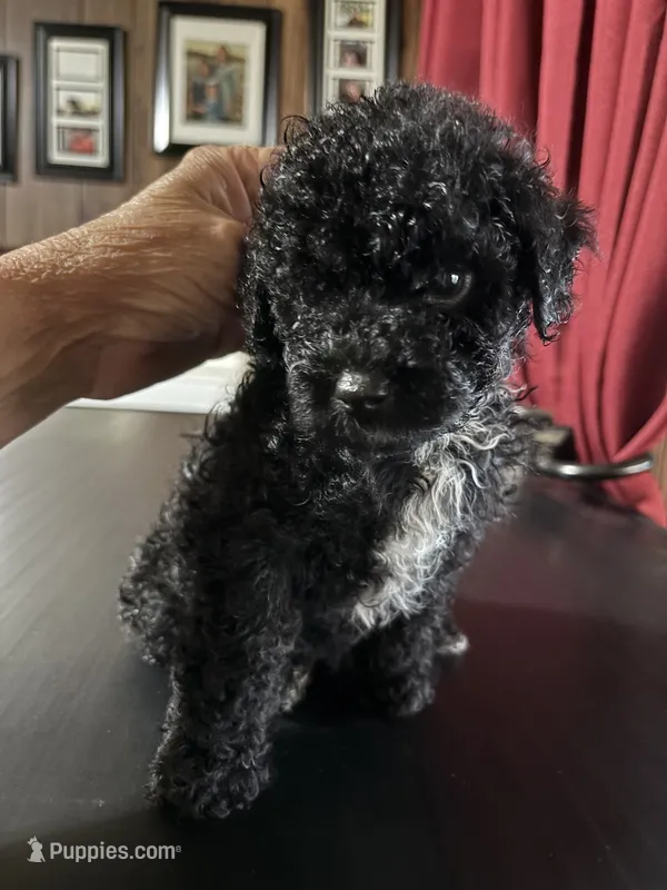 Tux – Poodle - Toy  puppy for sale in Lucedale, MS