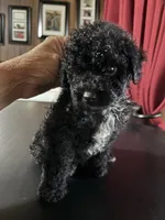 Tux, a male Poodle - Toy  for sale in Lucedale, MS – 1 of 2