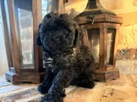 Cinnamon, a female Poodle - Toy  for sale in Lucedale, MS – 4 of 4