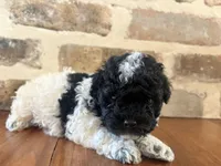 Fancy, a female Poodle - Toy  for sale in Lucedale, MS – 2 of 4
