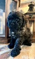 Cinnamon, a female Poodle - Toy  for sale in Lucedale, MS – 3 of 4
